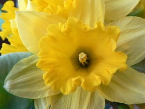 daffodil-macro-photo_w725_h544